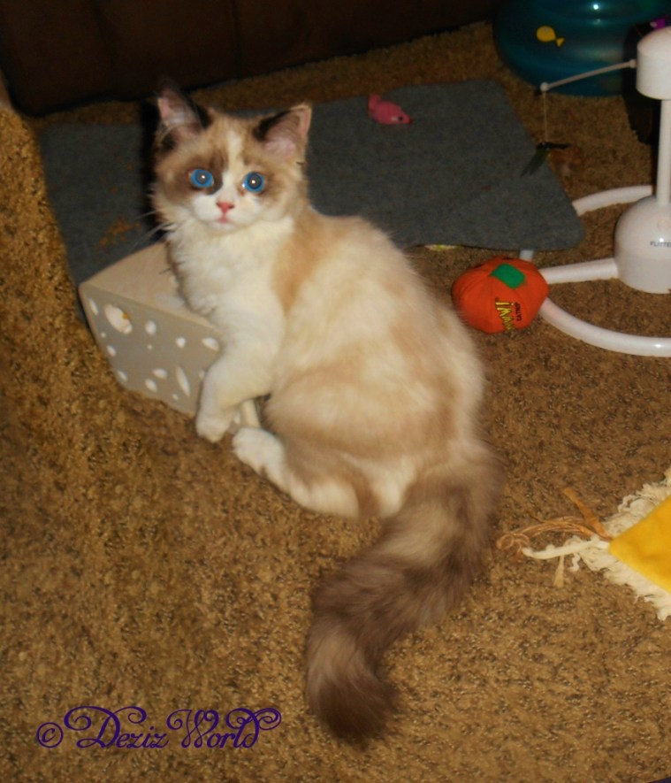 Raena playing with Petafe cheese and mouse toy