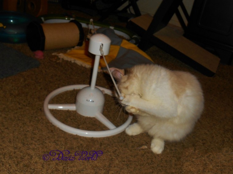 Raena playing with the Pet Safe Flitter