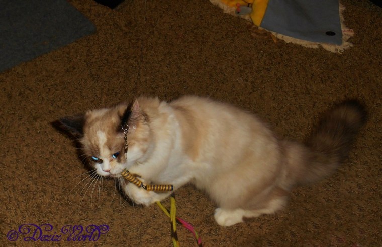 Raena fly fishing with a wand toy