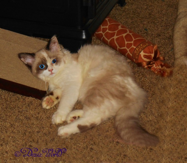 Raena lays on scratcher