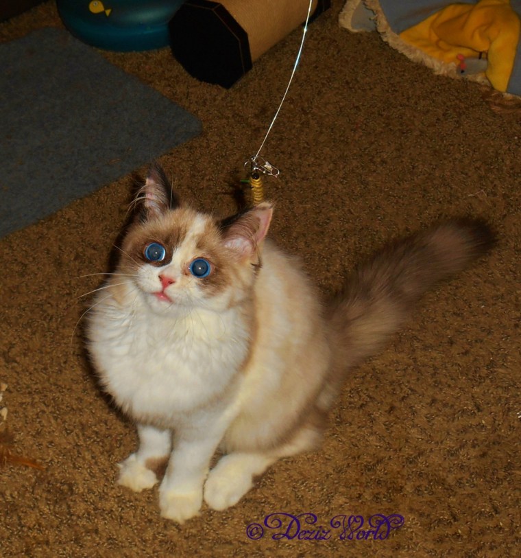 Raena sits pose while playing