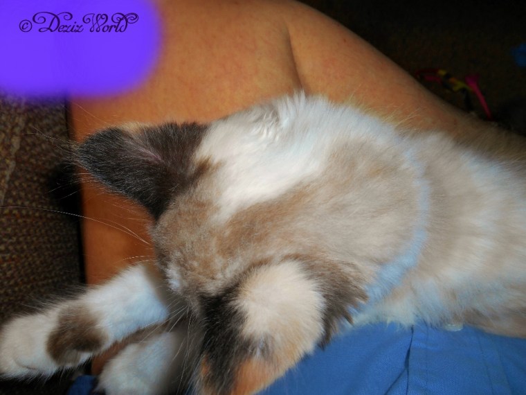 Raena sleeps in mommy's lap