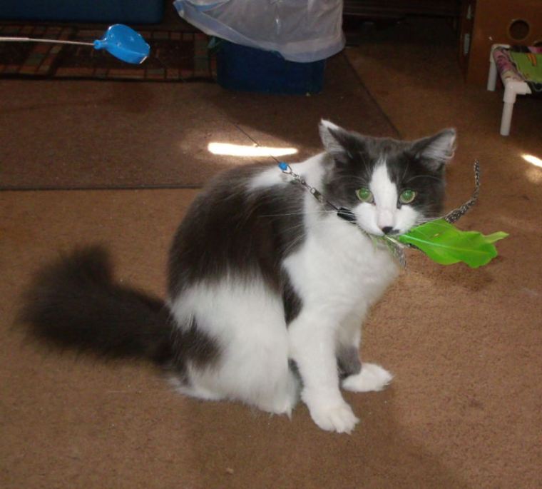 Einstein fly fishing