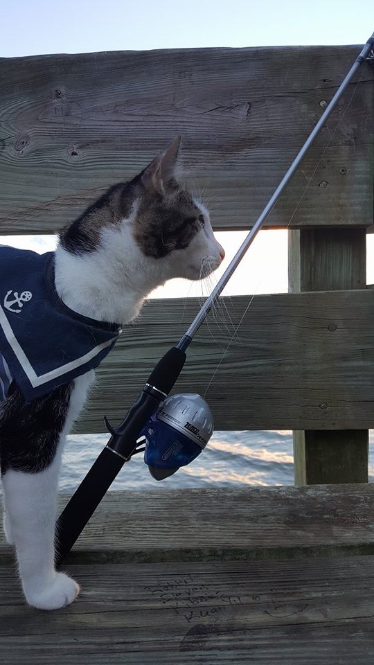Purrseidon fly fishing