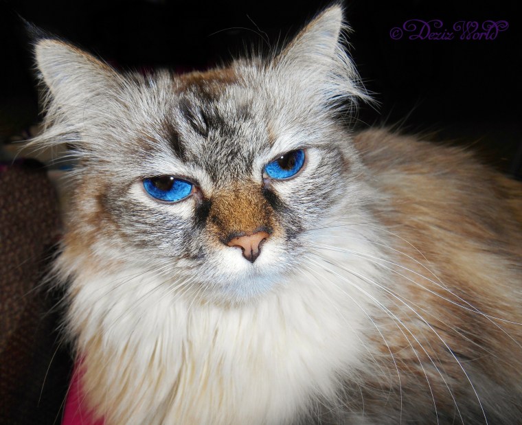 Dezi lays in lap and takes a selfie