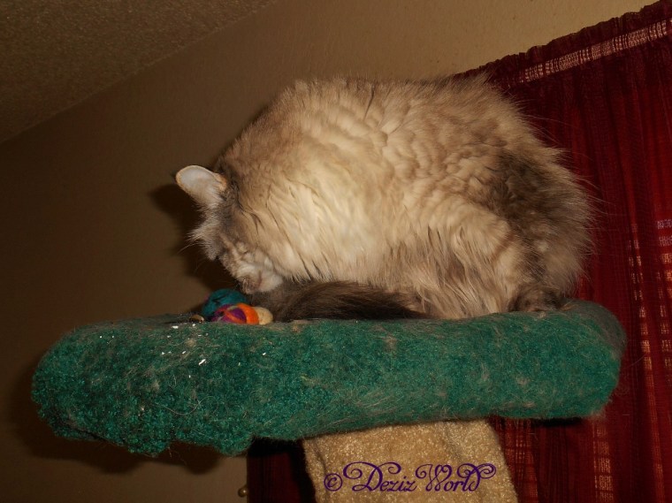 Dezi sniffs the catty pillar