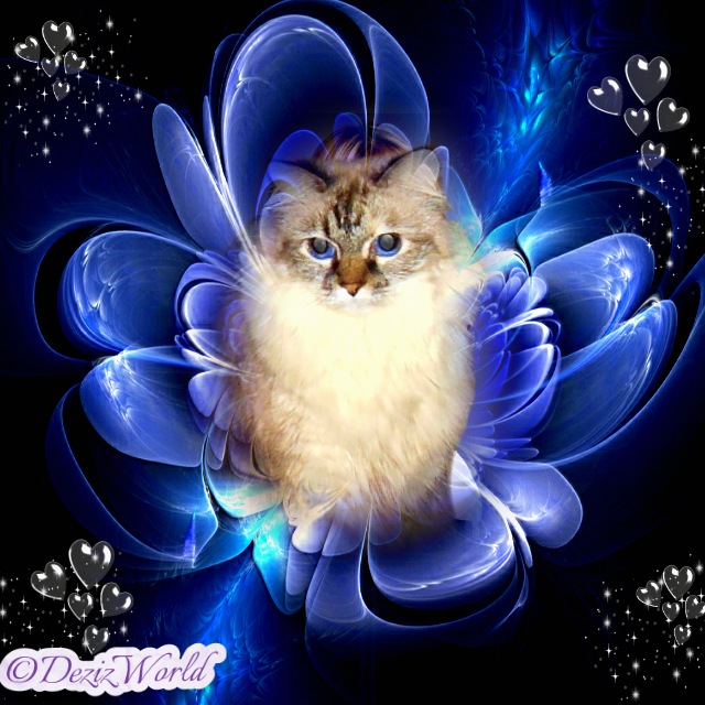 Dezi in a frame surrounded by blue flower petals