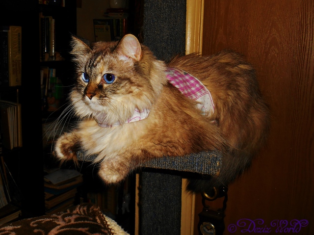 Dezi laying in her harness