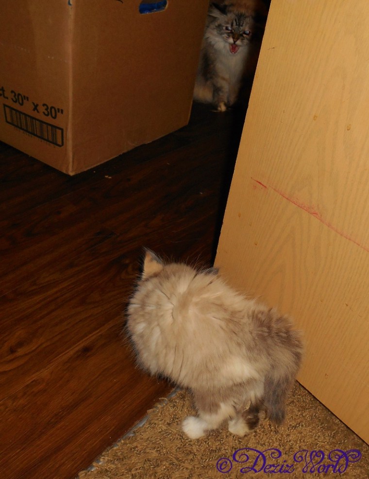 Dezi hissing and Baby Raena puffed up for inimidation