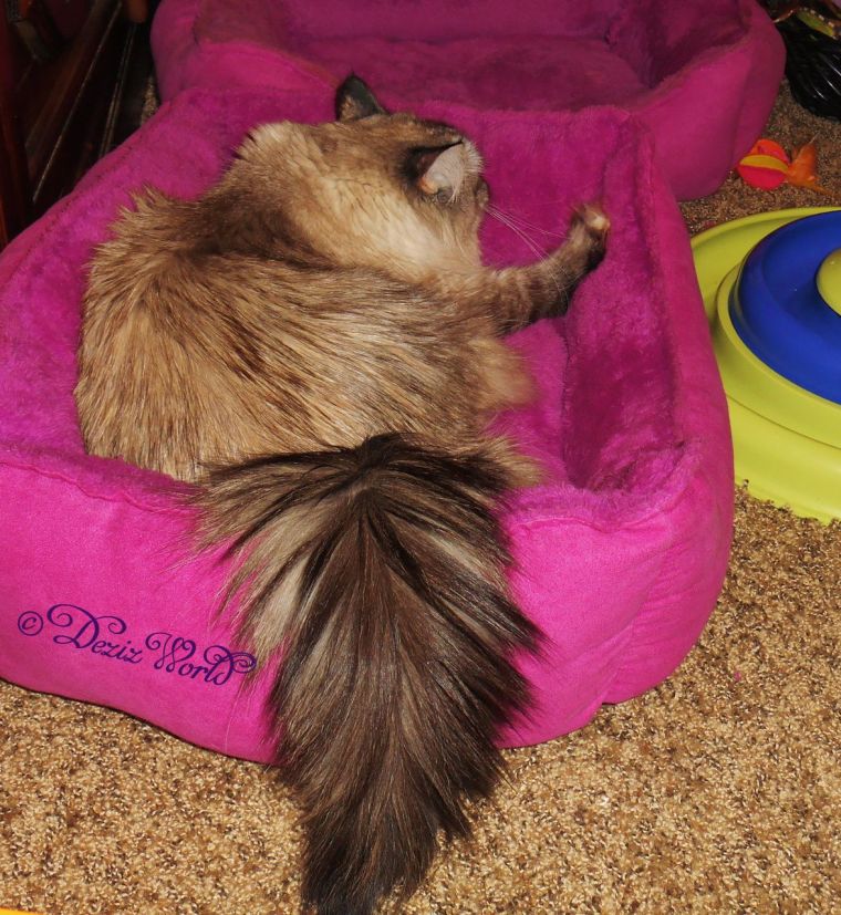 Dezi kneads the cat bed
