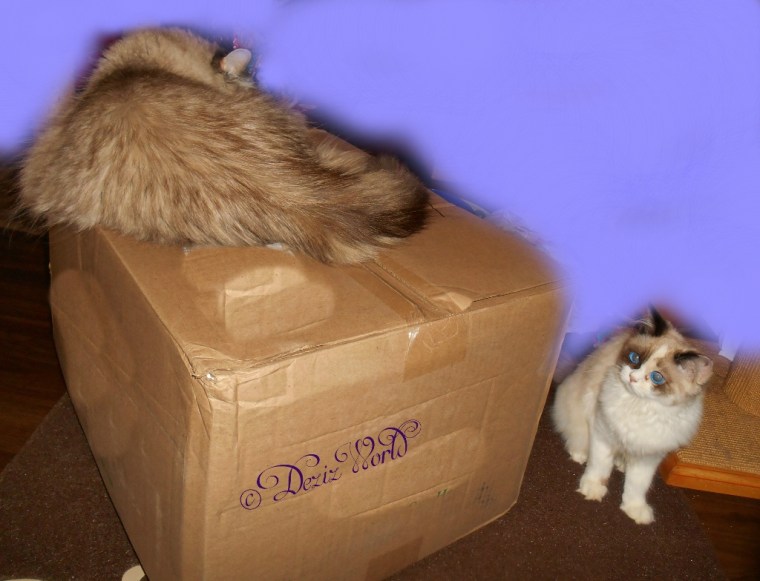 Dezi lays on box while Raena looks for her