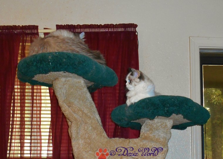 Dezi and Raena hanging on the Liberty cat tree