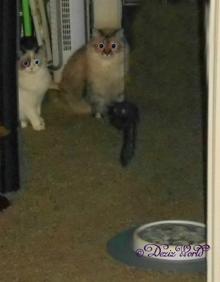 Dezi and Raena sitting outside bathroom looking surprised.