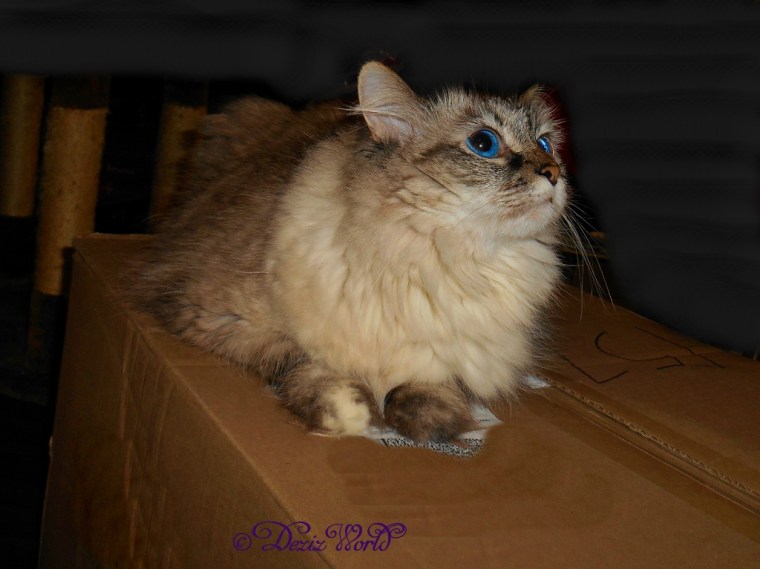Dezi sits on a box
