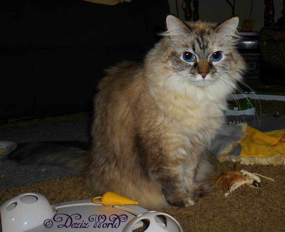 Dezi sits on the floor in her typical pose