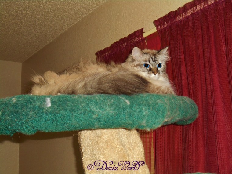 Dezi atop the Liberty cat tree