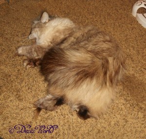 Dezi enjoying a silvervine stick