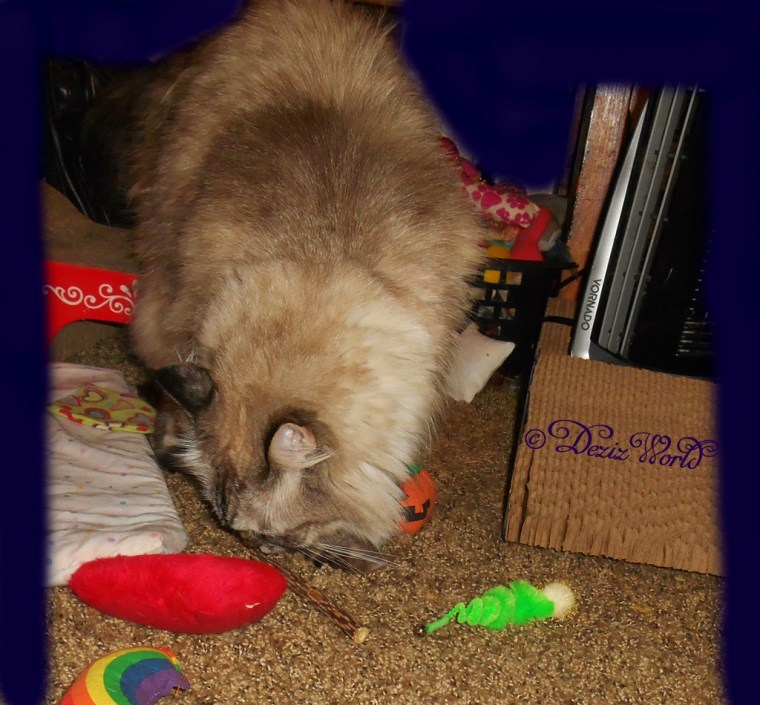 Dezi amid the Yeowww nip toys and silvervine stick