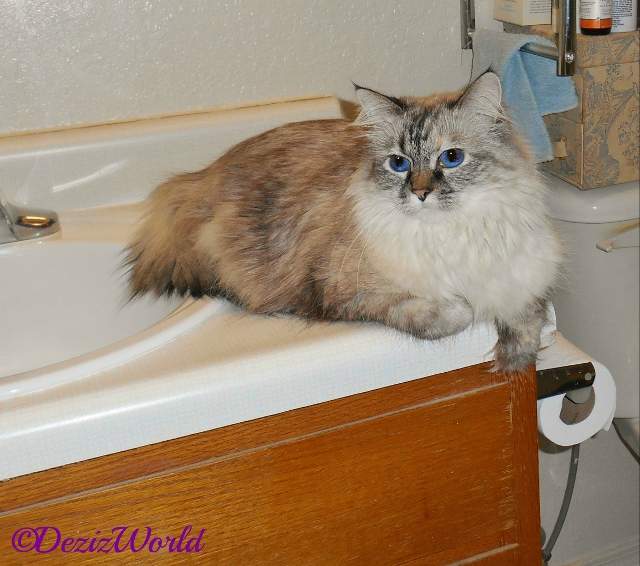 Dezi lays on bathroom vanity