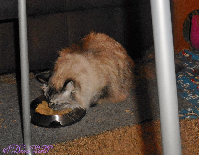 Dezi eating freeze dried noms