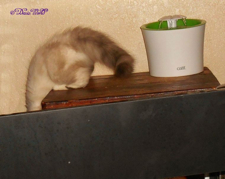 Raena jumping off end table