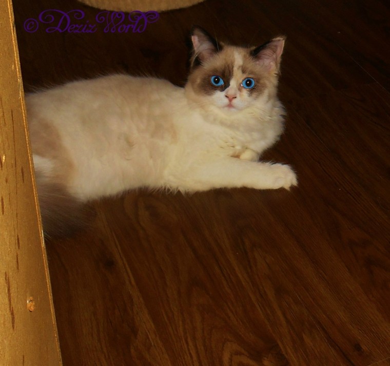 Raena lays on the floor and poses for the camera