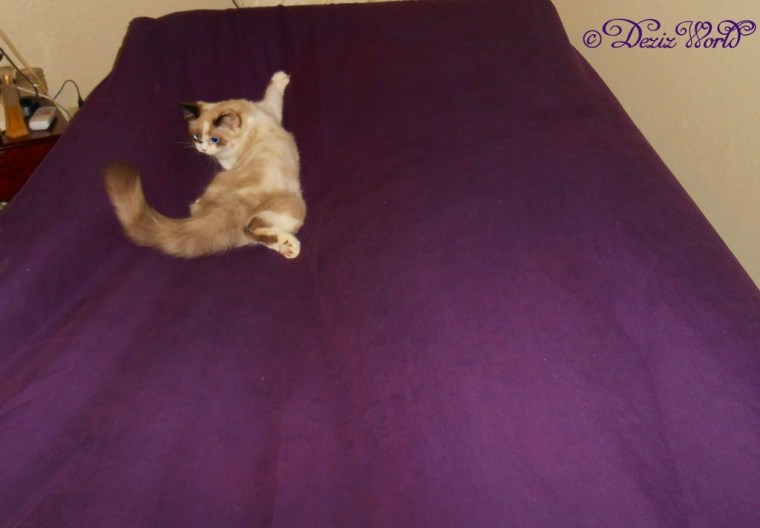 Raena playing on the sheets