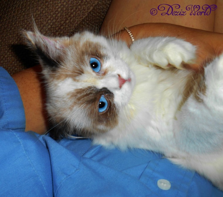 Raena in lap and reaching for the camera strap