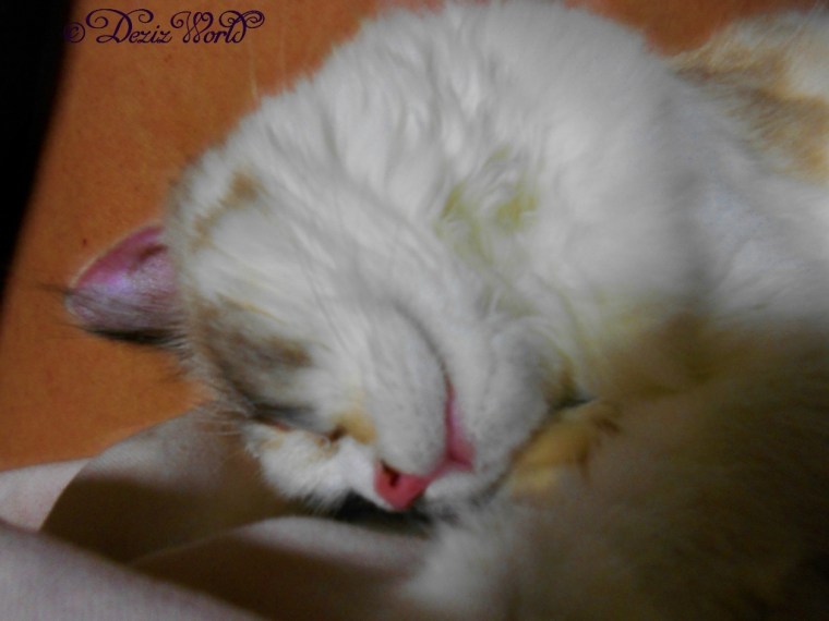 Raena sleeping in mommys lap