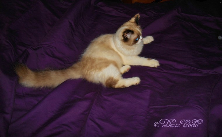 dw-Raena lays on sheetDSCN7520edit (1024x633)