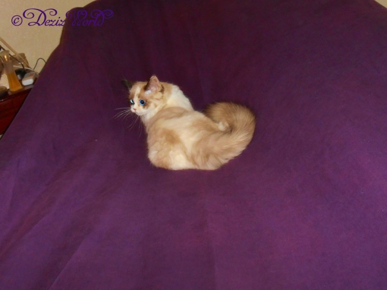 dw-Raena on sheetDSCN7517edit (1024x767)