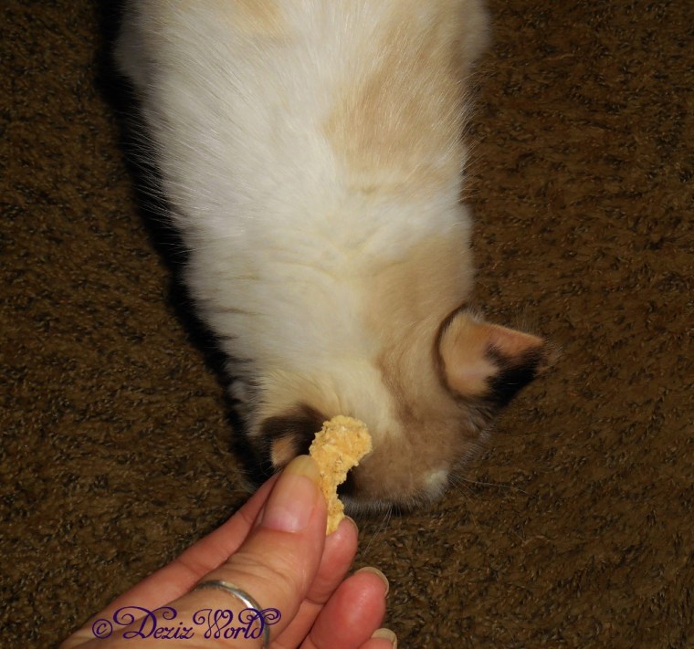 Raena refusing treats