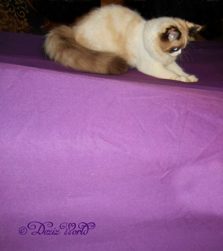 dw-Raena plays with sheetDSCN7518edit (912x1024)