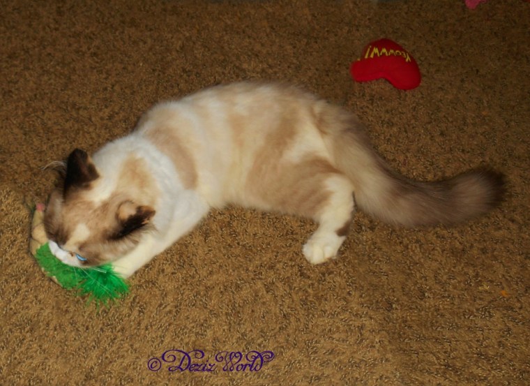 Raena plays with the hedgehog