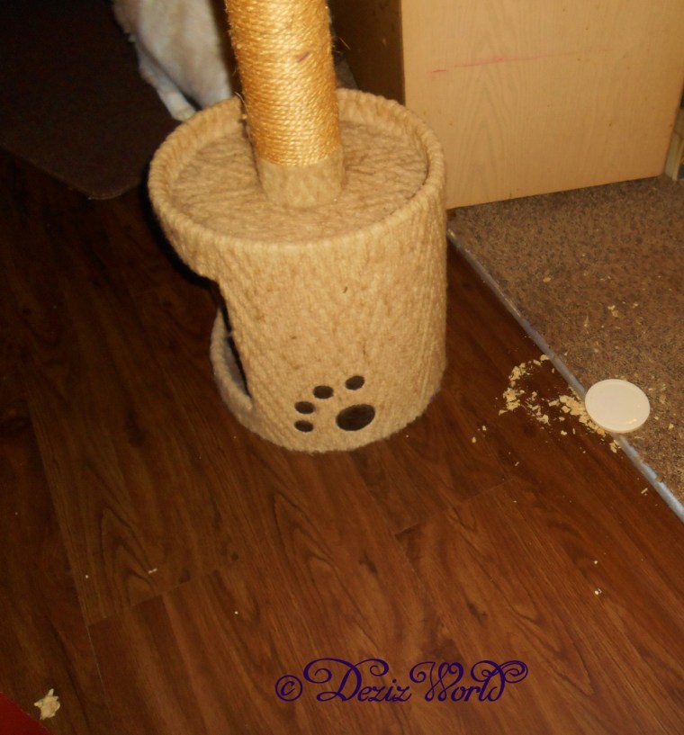 Raena trying to hide with the treats she spilled all over the floor