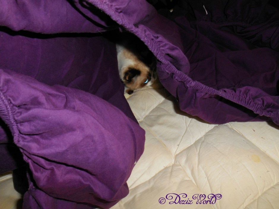 Raena hiding in the sheets