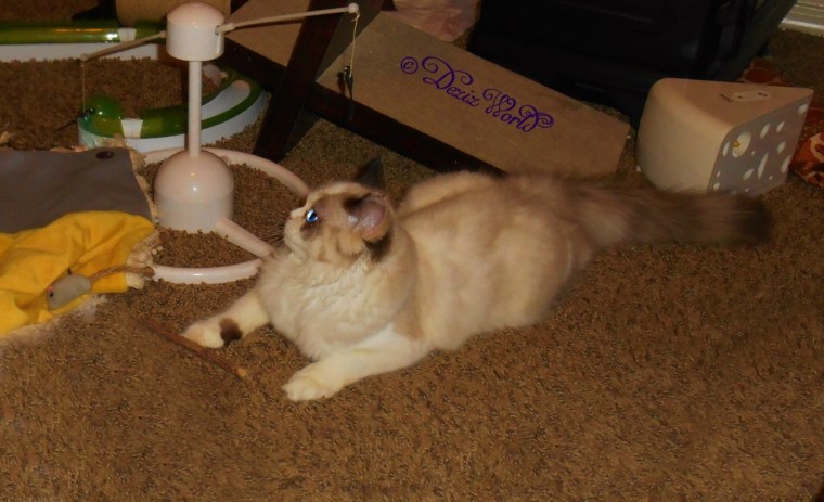 Raena playing with a silvervine stick