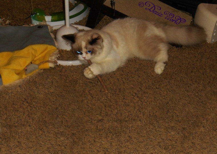 Raena playing with a silvervine stick