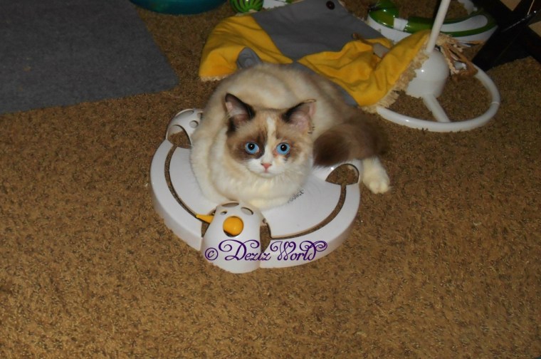 Raena laying across pounce tou