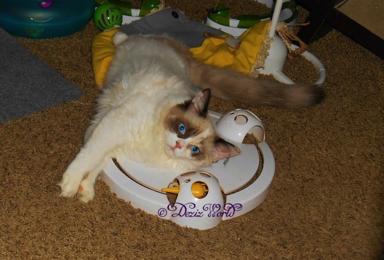 Raena laying on the pounce toy