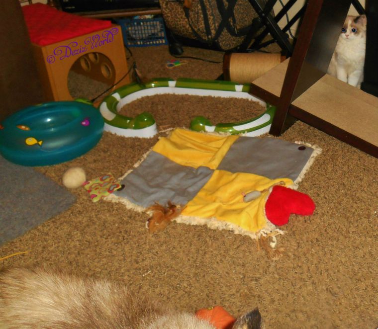 Dezi's tail and Raena on the scratcher