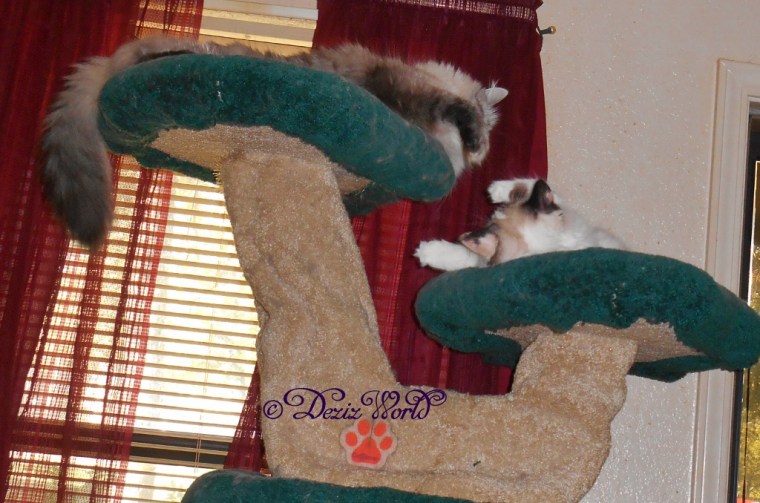 Dezi and Raena on cat tree