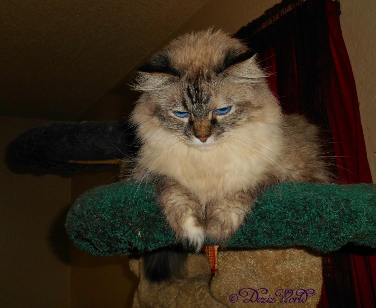 Dezi on the cat tree looking down
