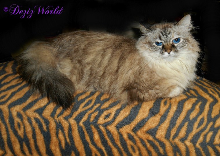 Dezi lays on the back of the chair