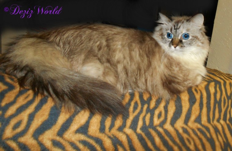 Dezi laying on back of chair