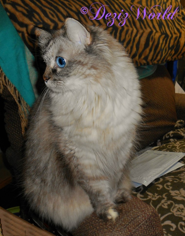 Dezi looks outside while sitting on the arm of the chair