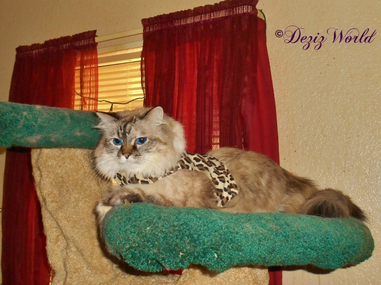 Dezi lays on Liberty Tree in her harness