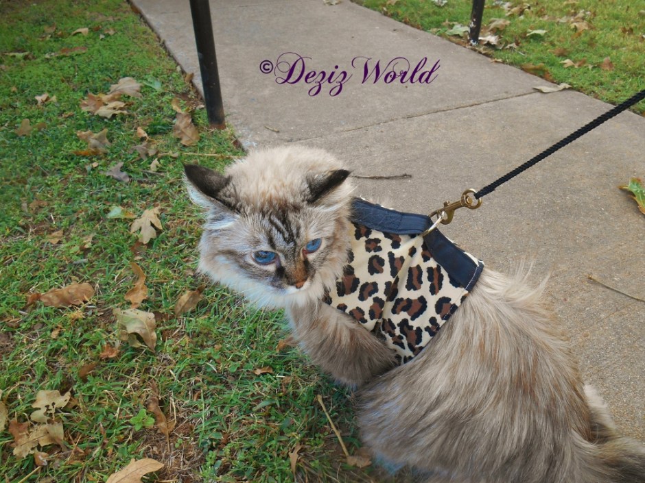 Dezi outside in walking harness