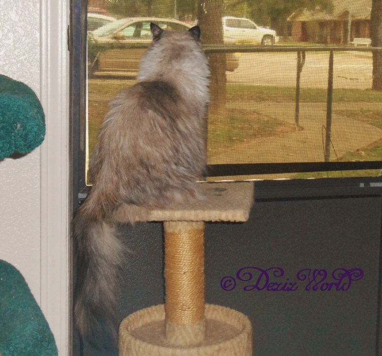 Dezi looks out from perch