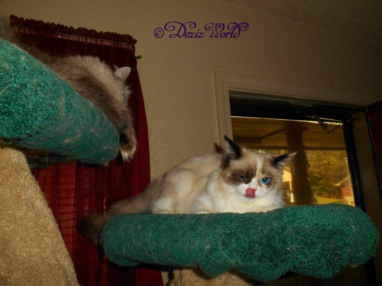 Dezi and Raena laying on the Liberty Cat Tree. Raena has her tongue out.